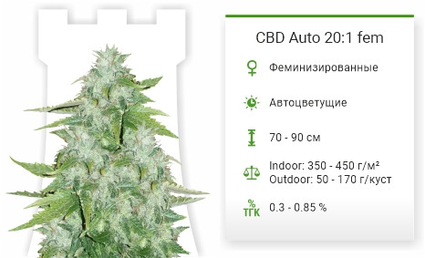 Сорт марихуаны CBD Auto 20:1 fem CBD Auto 20:1 от FastBuds