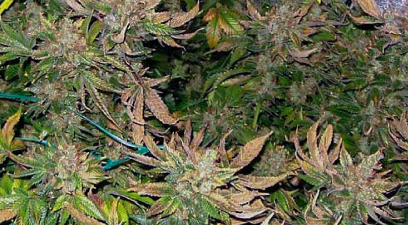 Причины высыхания листьев конопли