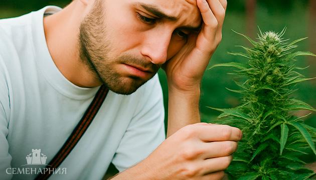 Автоцветы: главные недостатки и как получить от них максимум урожая Недостатки выращивания автоцветов