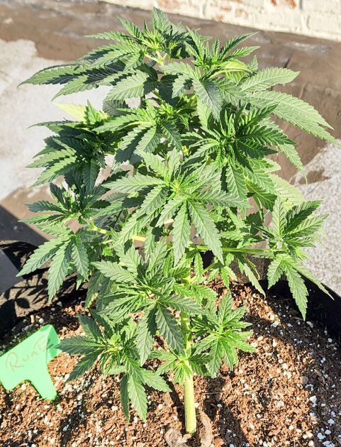 Проблемы с паутинными клещами и LST тренировка 4 неделя выращивания куста Runtz Punch