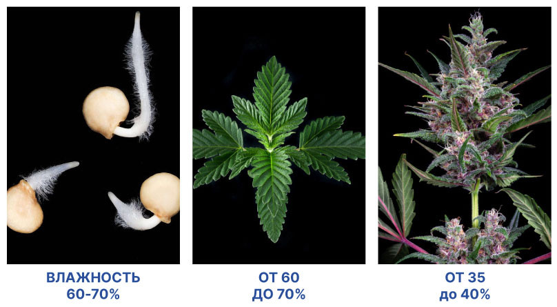 Три важных показателя: температура, влажность и полив Показатели температуры и влажности