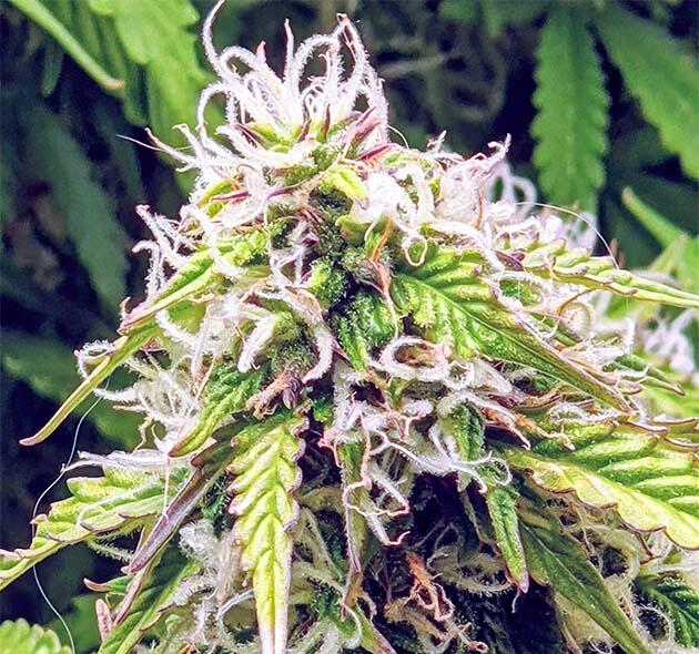 Полив и дефолиация каннабиса Куст Gorilla Glue Auto от FastBuds на стадии цветения