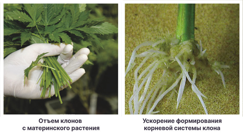 Виды стимуляторов конопли Стимуляторы для укоренения клонов конопли