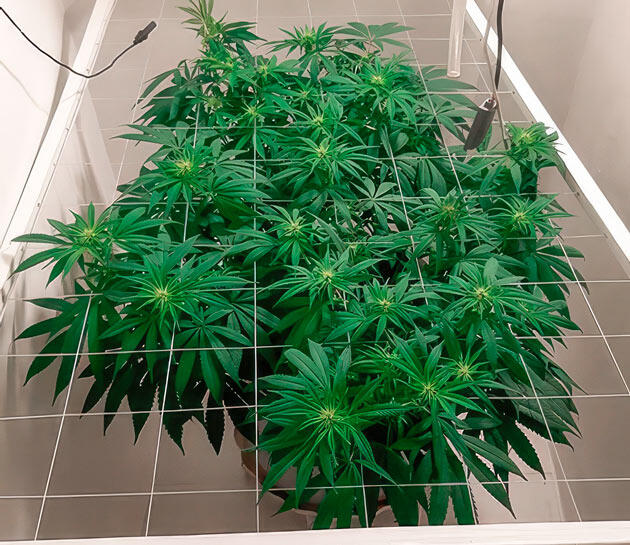 Цветение и тренировки марихуаны Куст Glue Sherbet на фазе цветения