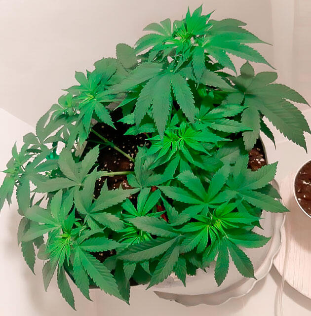 Тренировки и состав удобрений Стадия вегетации сорта Glue Sherbet