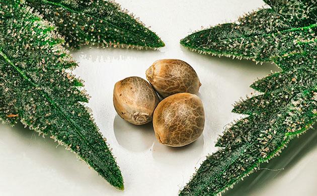 Почему от автоцветов нельзя получить семена и клоны Никакого потомства