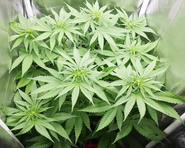 Проведение дефолиации на 5 неделе выращивания Куст на стадии предцвета