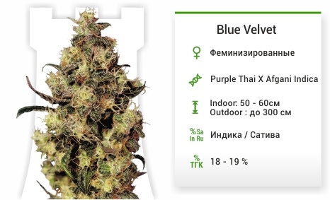 описание сорта Blue Velvet описание сорта Blue Velvet