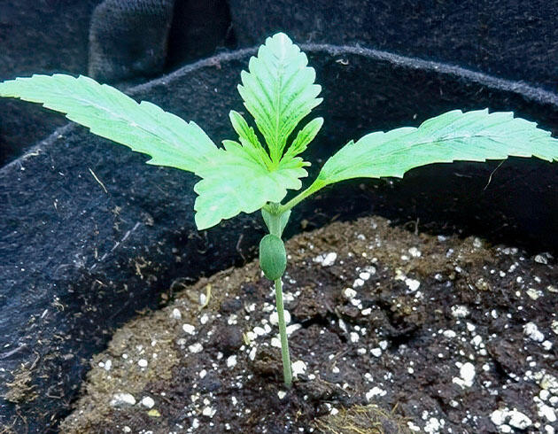 Сорт Wedding Cake Auto ростом 8 сантиметров Росток Wedding Cake Auto от Barney's Farm