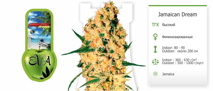 Jamaican Dream Jamaican Dream