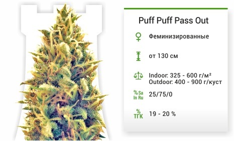 описание сорта Puff Puff Pass Out описание сорта Puff Puff Pass Out