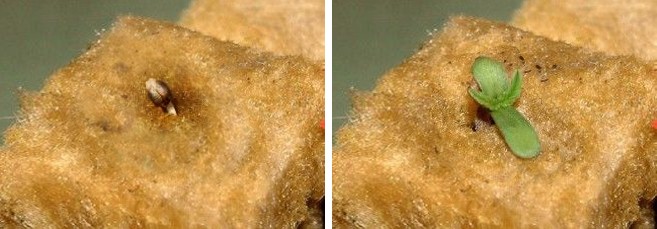 Росток конопли в минвате Как прорастить семя в минеральной вате