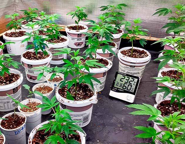 Кусты ростом 15 см и изменения в гроубоксе Кусты Godzilla Glue #4 от Herbies Seeds на стадии вегетации