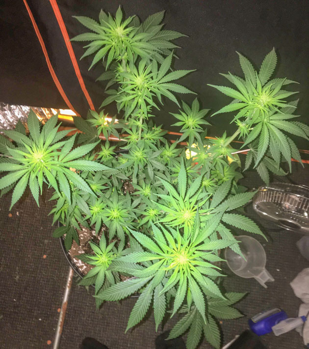 Увеличение количества соцветий конопли 8 и 9 недели выращивания