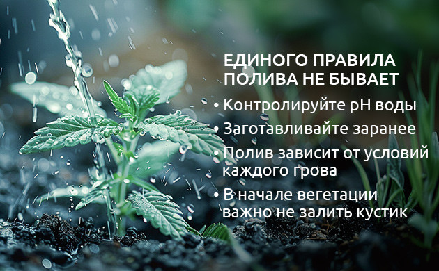 Полив марихуаны на стадии вегетации Полив конопли