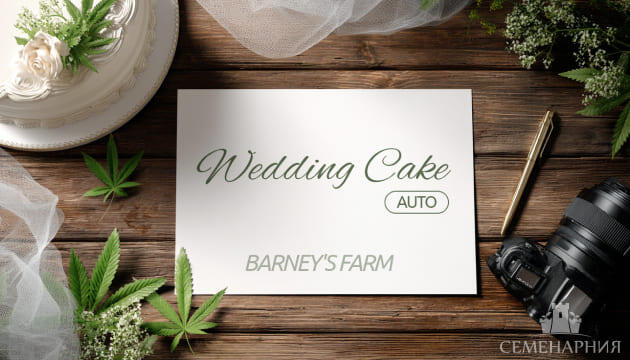 Гроурепорт сорта конопли Wedding Cake Auto от Barney's Farm Выращивание сорта марихуаны Wedding Cake Auto от Barney's Farm