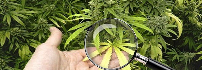 Диагностика болезней конопли