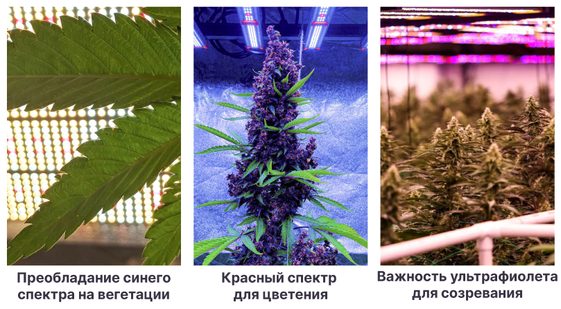 Спектры и развитие конопли