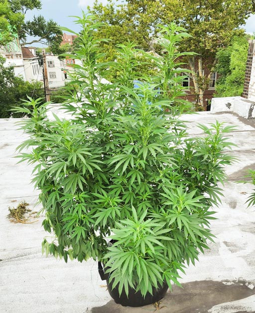 Увеличение роста конопли на 50 см за 2 недели выращивания 10 и 11 недели выращивания