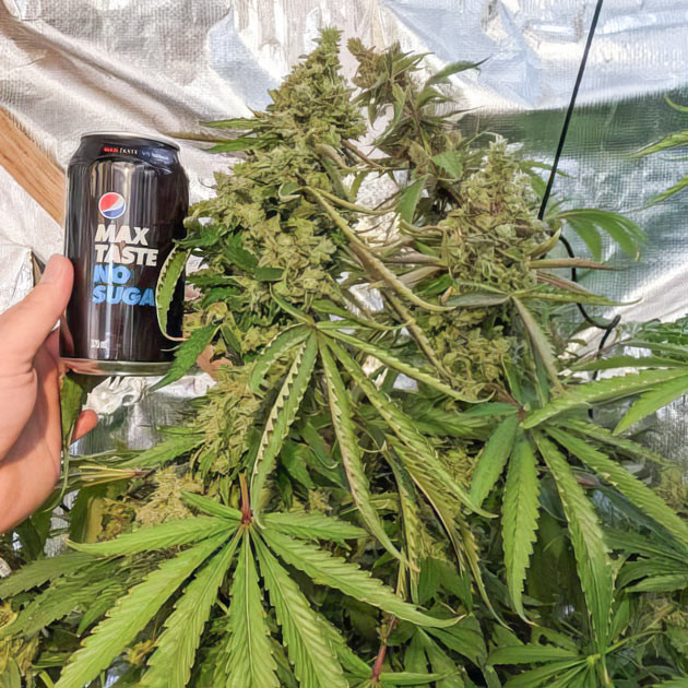 Blue Gelato 41: урожай и дегустация Урожай и дегустация: итоги грова Blue Gelato 41