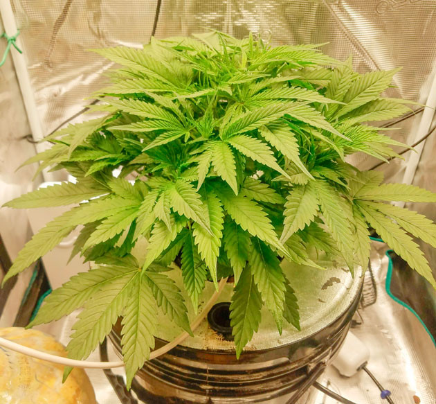 Куст Bruce Banner Auto на 6 неделе выращивания