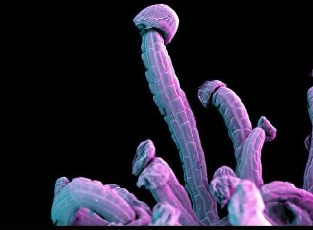 Трихомы конопли Железистое опушение цветка каннабиса