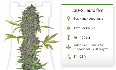 Сорт конопли LSD-25 auto LSD-25 auto fem от FastBuds