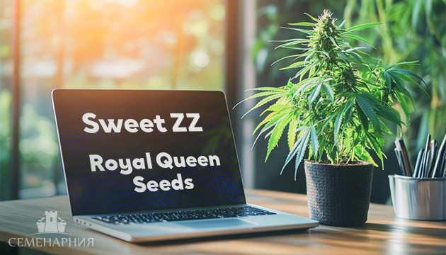 Выращивание сорта марихуаны Sweet ZZ в индоре Гроурепорт сорта Sweet ZZ