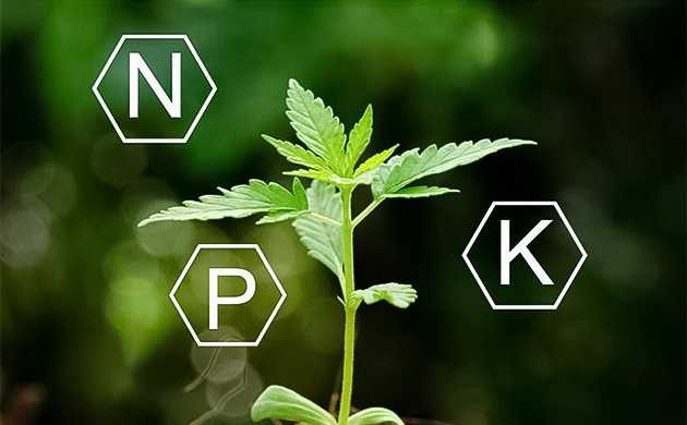 Питательные вещества необходимые конопле на разных стадиях развития Азот, фосфор и калий