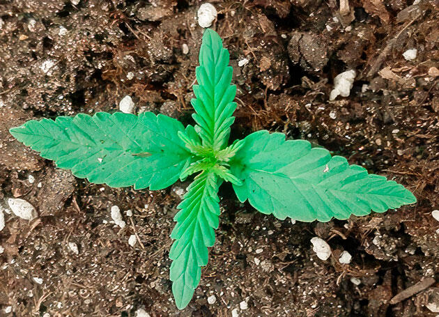 Режим освещения и увлажнение поверхности грунта 1 неделя выращивания Glue Sherbet от AlphaFem Seeds