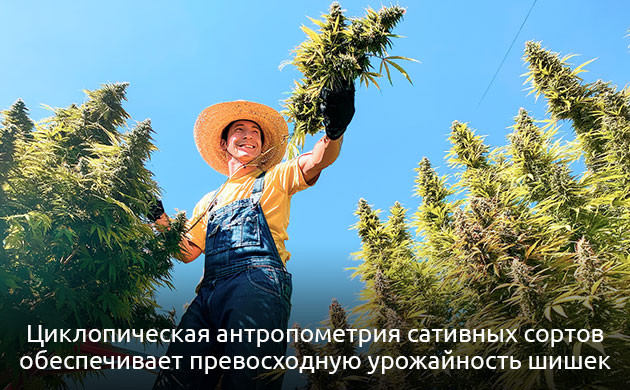 Особенности сативы