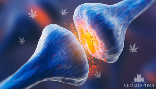 Влияние каннабиноидных рецепторов на человека Каннабиноидные рецепторы