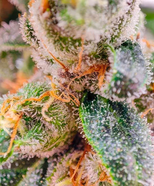 Развитие соцветий и сладкий аромат марихуаны Куст Dozy Doz от AlphaFem Seeds на 17-19 неделе