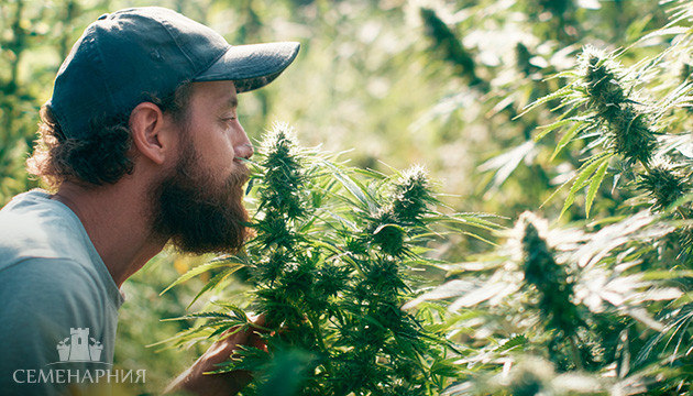 Почему и как пахнет конопля? Запах марихуаны