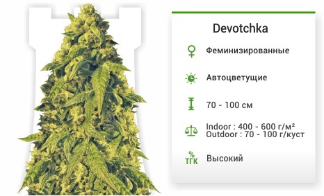 Devotchka auto (Doctor’s Choise)