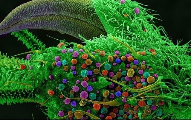 Соцветие конопли Фото марихуаны под микроскопом