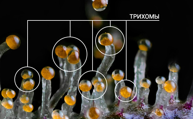 Как выглядят трихомы Трихомы конопли