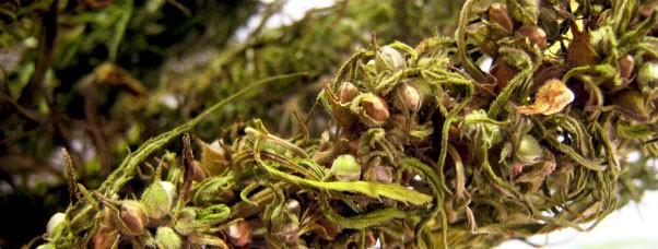 Мужское растение конопли Зачем нужны мужские растения конопли?