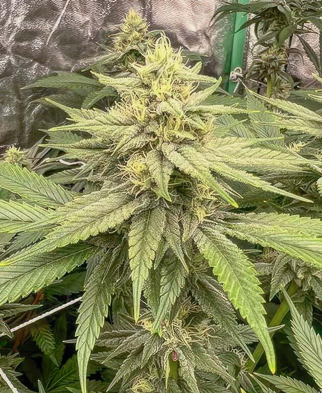 Куст Apple Betty от Herbies Seeds на 10 неделе