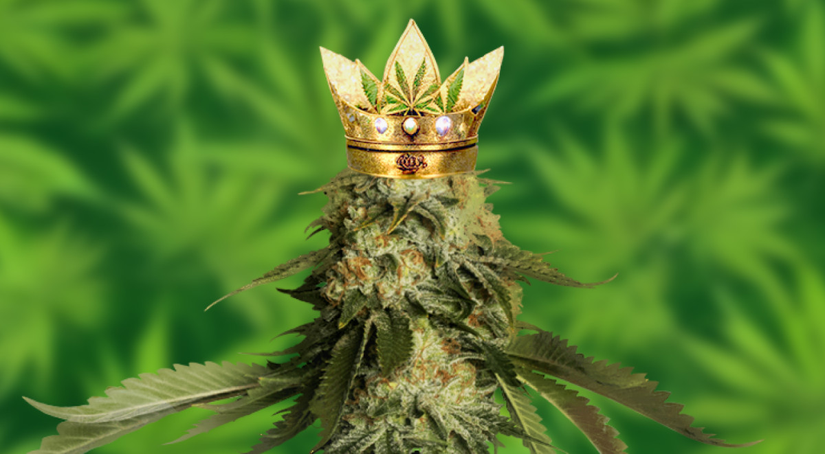 Сатива на 100% Чистая Сатива