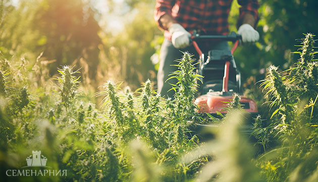 Сбор урожая конопли