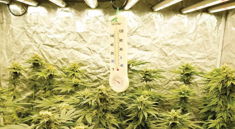 Термометр в гроубоксе