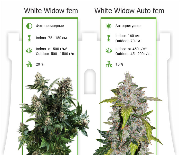 Сорта White Widow от Pyramid Seeds Характеристики сортов White Widow от Pyramid Seeds