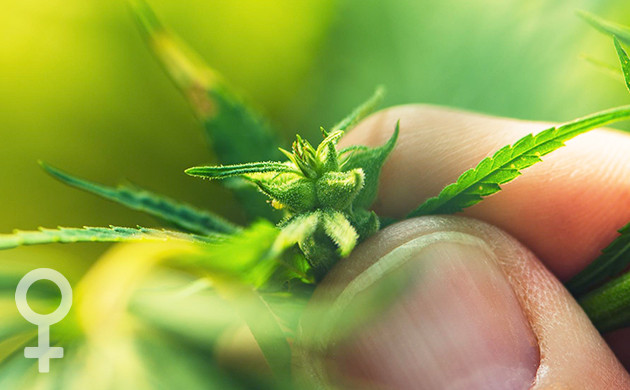 Женское соцветие конопли Формирующееся женское соцветие