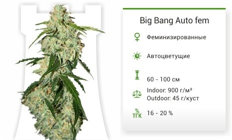 Сорт марихуаны Big Bang Auto Big Bang Auto fem от Green House Seeds