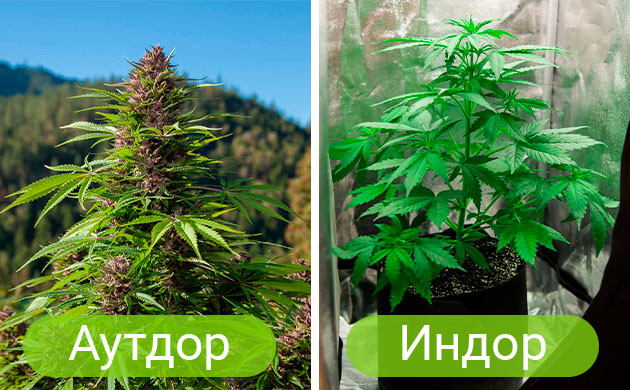 Способ выращивания конопли Выращивание конопли а аутдоре и индоре
