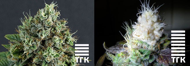 Уровень ТГК уровень тгк в белых наростах конопли