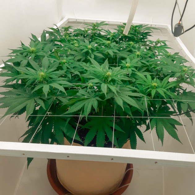 Начало цветения Куст Blackberry Moonrocks от AlphaFem Seeds на 11 неделе