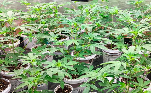 Кусты на 4 неделе вегетации Кусты Godzilla Glue #4 от Herbies Seeds на 4 неделе