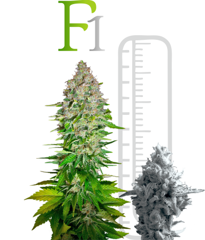 марихуана F1 seeds f1